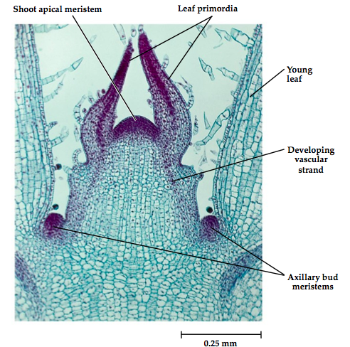 <ul><li><p>leaf primordia: young leaf</p></li><li><p>procambium: will turn into vasculature</p></li><li><p>protoderm: will turn into dermal tissue</p></li><li><p>ground meristem: will make ground tissue</p></li><li><p>axillary bud meristems: emergency bud</p></li></ul>
