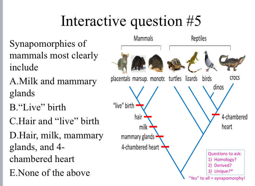 <p>Practice Question (Synapomorphies) - Synapomorphies of mammals most clearly include</p>