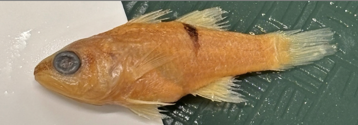 <p>Barspot Cardinalfish <strong>Order</strong></p>