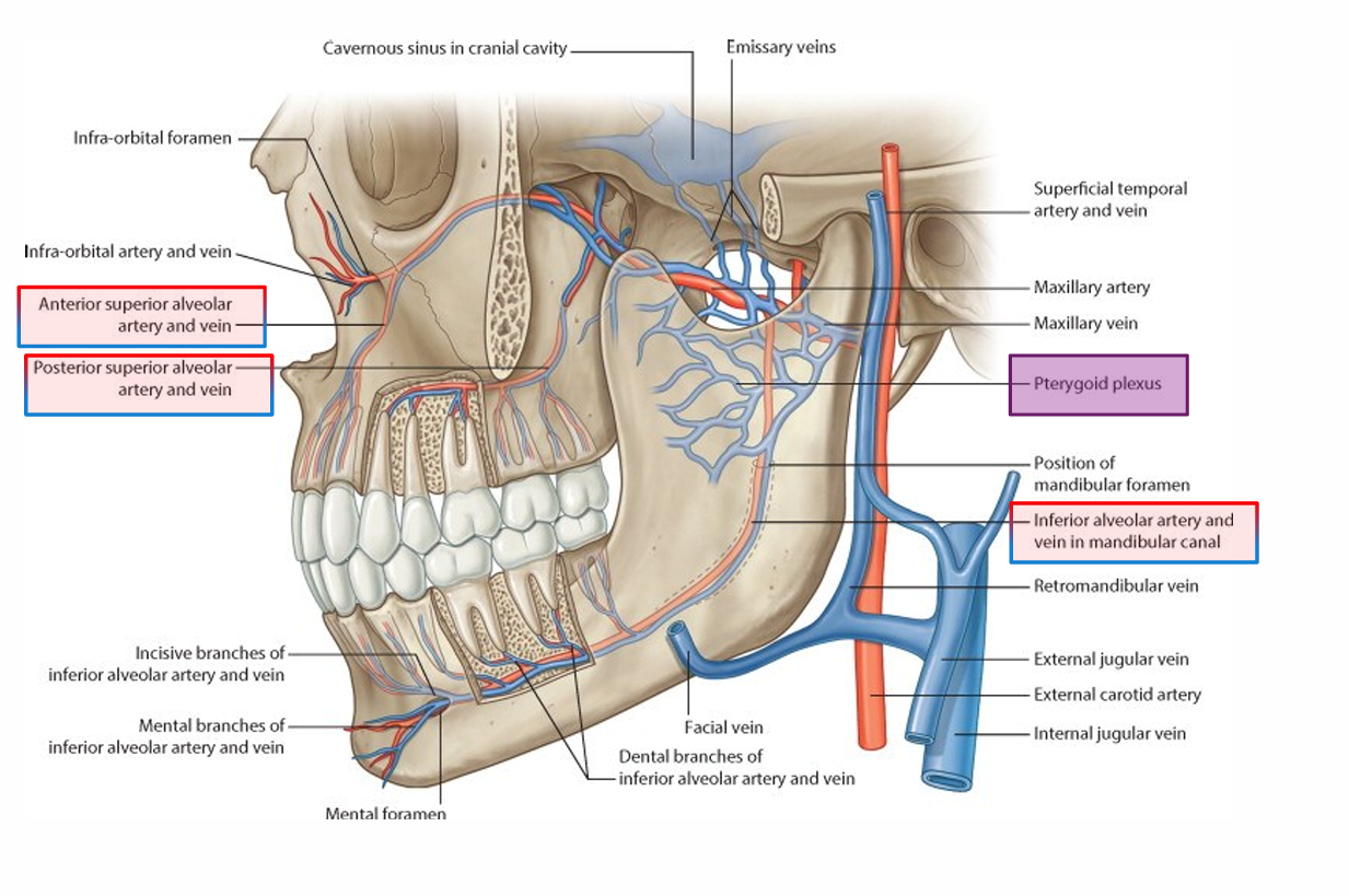 <p>Anterior superior alveolar </p><p>posterior superior alveolar </p><p>inferior alveolar artery </p><p>vein in mandibular canal </p>