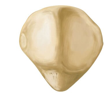 <p>What side of the patella is this?</p>