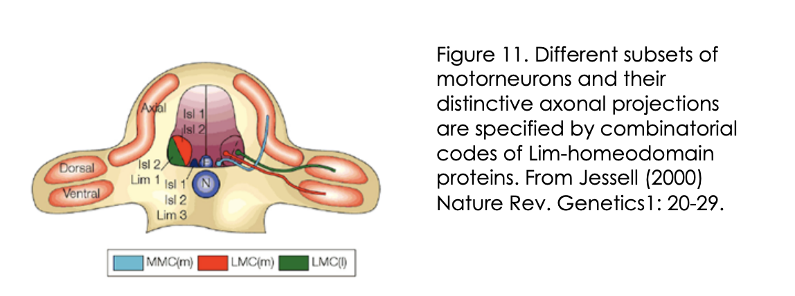 <p>→ <strong>Expression of different combinations (codes) of lim-homeodomain transcription factors</strong></p><p><em>therefore: it is not a single TF that is involved→ kind of a combination</em></p><ul><li><p>this is useful because it allows great diversity to be made with a small molecular code</p><ul><li><p>(can see in the image that there is repeated use for the same TFs→ but just different codes)</p></li></ul></li><li><p>Rather than having a TF expressed for every single different neuron</p></li><li><p>These codes are made due to <strong>birth order</strong></p></li></ul><p></p>