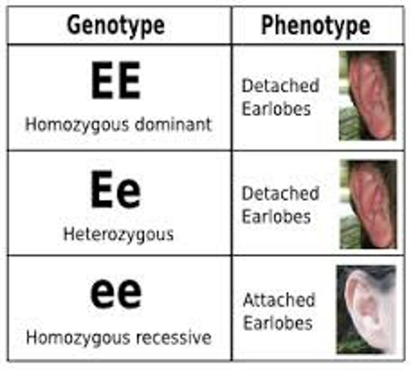 <p>The genetic makeup of an individual for a specific trait (e.g., Bb or bb).</p>