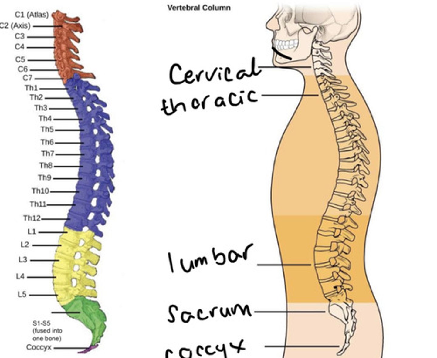 <p>The fused vertebrae inferior to the sacrum are known as the coccyx</p>