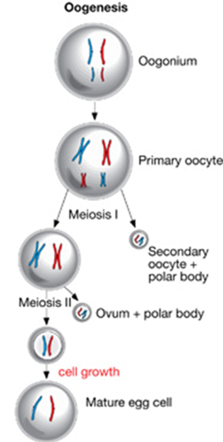 <p><span>Starting cell</span></p><p><span>Can produce more oogonia by mitosis</span></p>