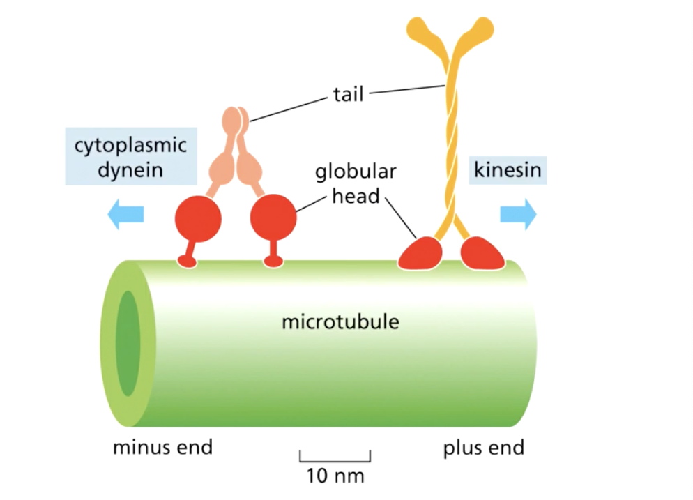 <ul><li><p>using their 2 globular head domains- bind to the beta tubulin</p></li><li><p>each head has ATPase- uses ATP hydrolysis to ADP to change shape- in a stepping motion along the microtubule</p></li><li><p>kinesin- from - to + end</p></li><li><p>dynein- + to - end</p></li></ul><p></p><p></p>