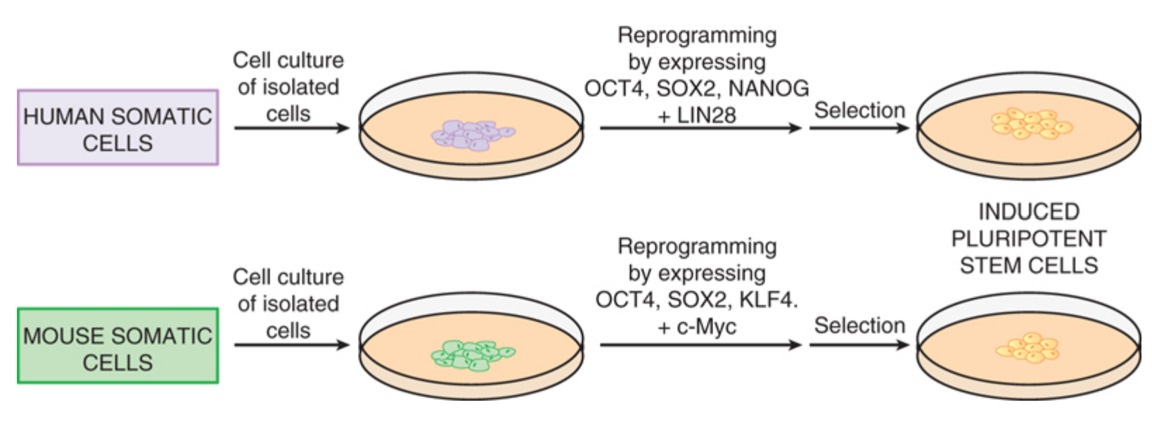 <p>Hente ut somatiske celler fra ulikt vev som kan reprogrameres ved ulike signalmolekyler (Yamanaka faktorer)</p>