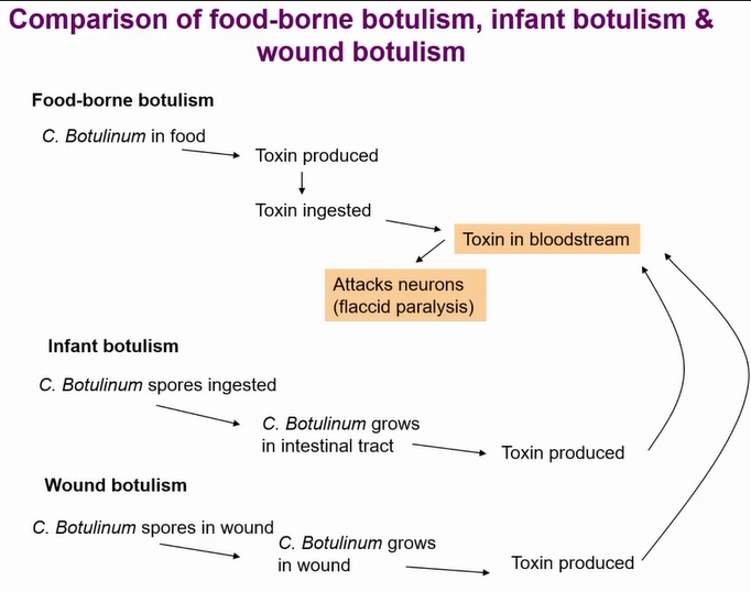 <p>Other types of botulism are very rare</p><p>Most cases botulism outcompeted by microbiota but not in babies</p><p>Hence why you don’t feed honey to babies under one</p><p>&nbsp;</p><p>Wound botulism only occurs in anearobic wounds (seen in war time)</p><p></p>