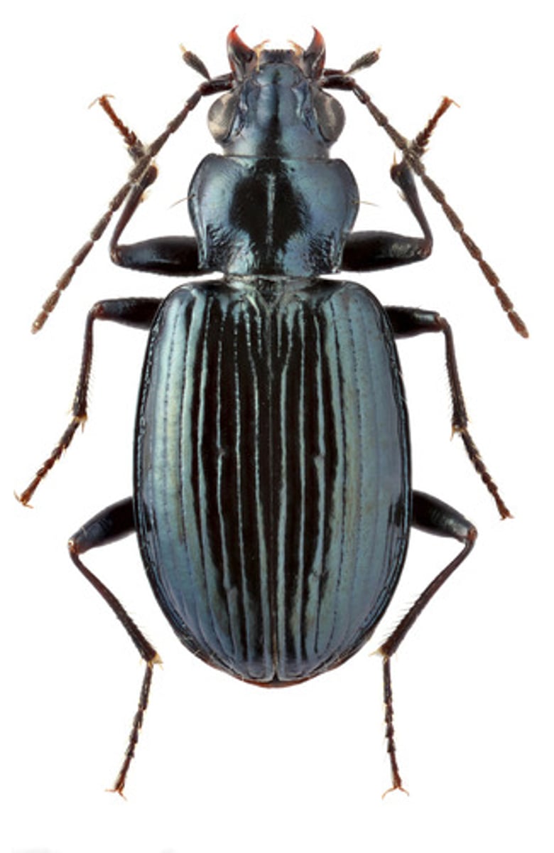 <p>Ground beetles</p>