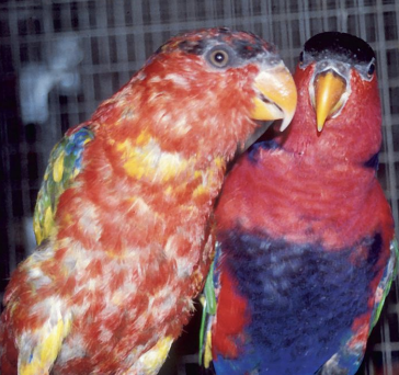 <p>What virus causes PBFD (Psittacine beak and feather disease), is a DNA virus, affects many wild and captive psittacines worldwide, may have originated in Australia, is common in pet stores, and affects birds at varying rates of susceptibility? Horizontal transmission via feces, dander, and regurgitation will occur.</p>