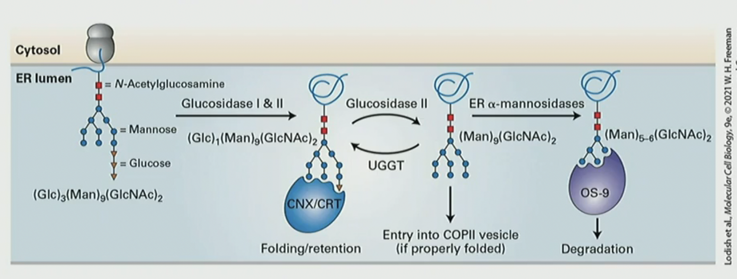 <p>a quality control mechanism in the ER that assists in the proper folding of N-glycan and buys time for the polypeptide to fold. CNX/CRT repeatedly binds and releases the terminal glucose on N-glycan. after glucosidase II removes glucose. then UGGT adds CNX/CRT again. for degradation, mannosidases remove mannose until there’s 5-6 left OS-9 degrades</p>