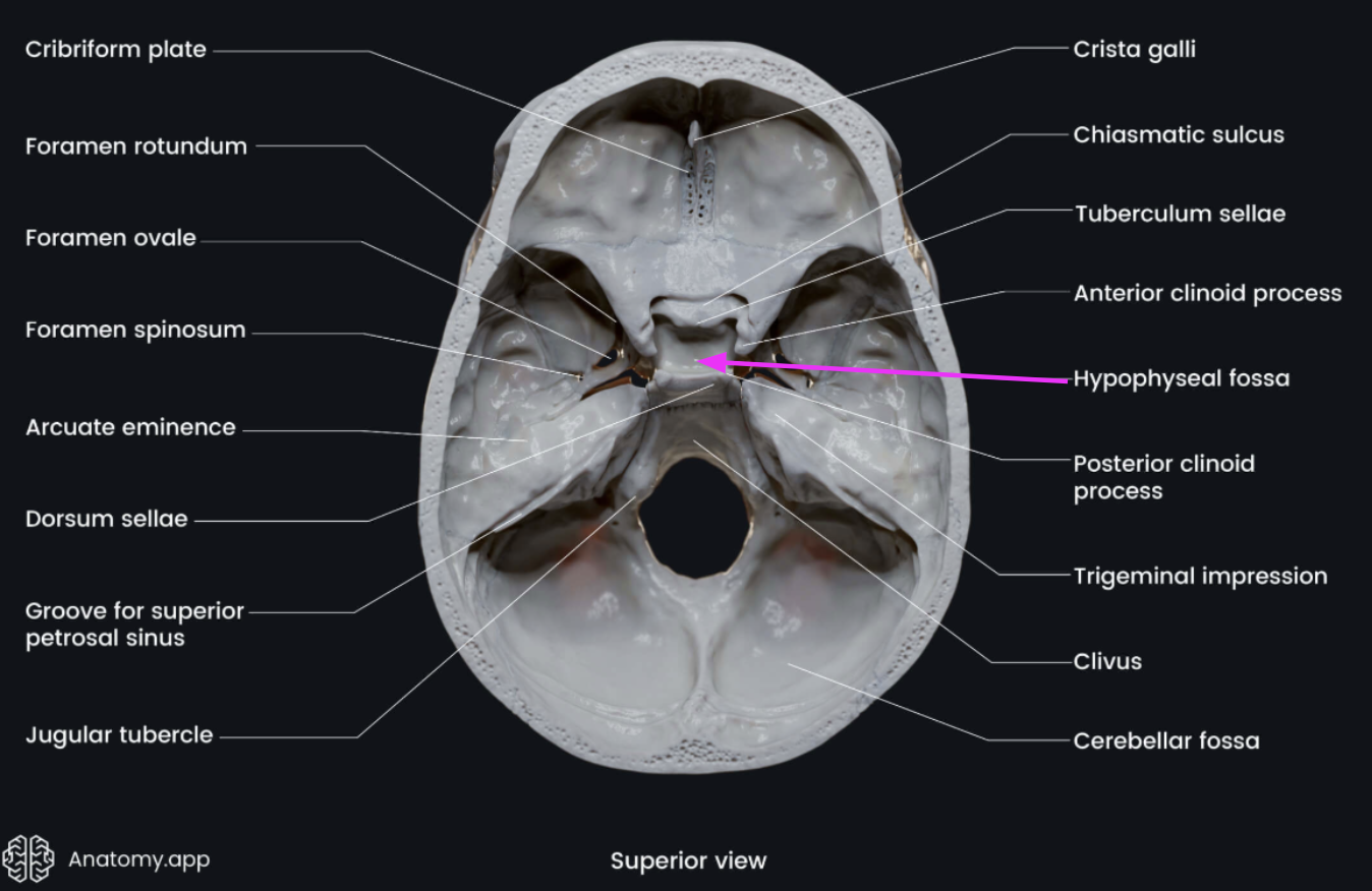 <ul><li><p><strong>Hypophyseal fossa</strong> (aka sella turcica)</p></li><li><p>“Turkish saddle” </p></li><li><p>Located in the superior surface of the body </p></li><li><p>The seat of the saddle, called the hypophyseal fossa, holds the pituitary gland </p></li></ul><p></p>