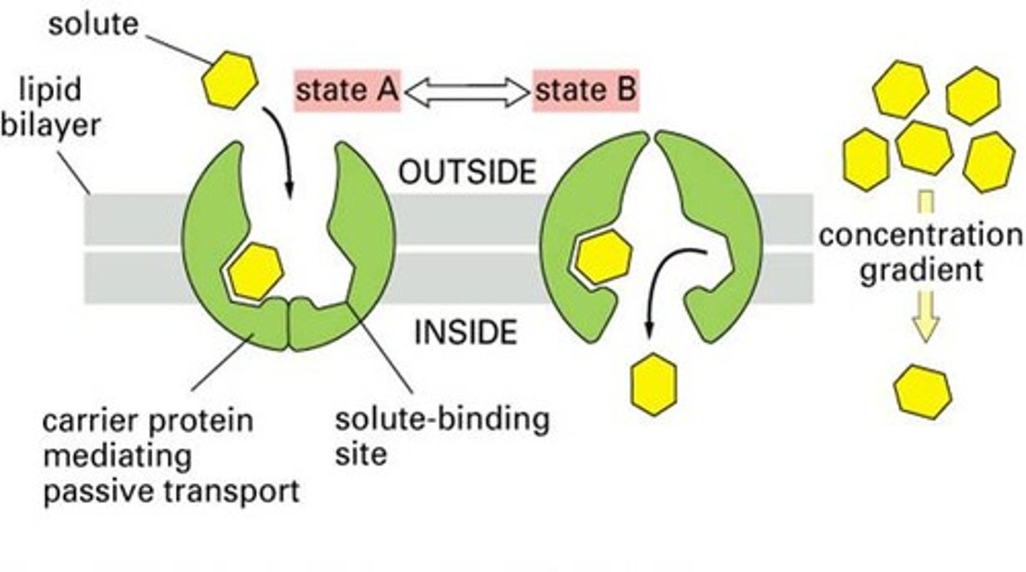 <p>The type of transport in which proteins bind to ions or substrates and carry them across the plasma membrane</p>