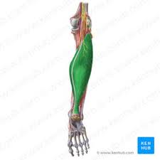 plantar flexion of the foot