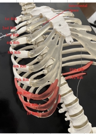 <p>8-12</p>
