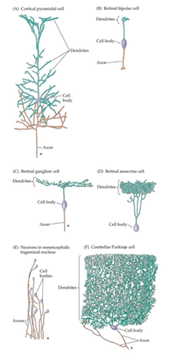 <p>small, dendrites are small as well and very contained, axon is NOT long</p>