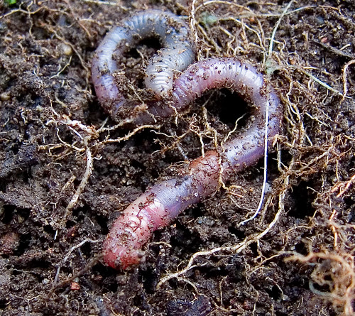 <p>Worms</p>