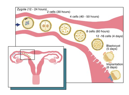 <ul><li><p>after initial cleavage</p></li><li><p>the solid ball of cells</p></li><li><p>gets its name for having the appearance of a mulberrry</p></li></ul><p></p>
