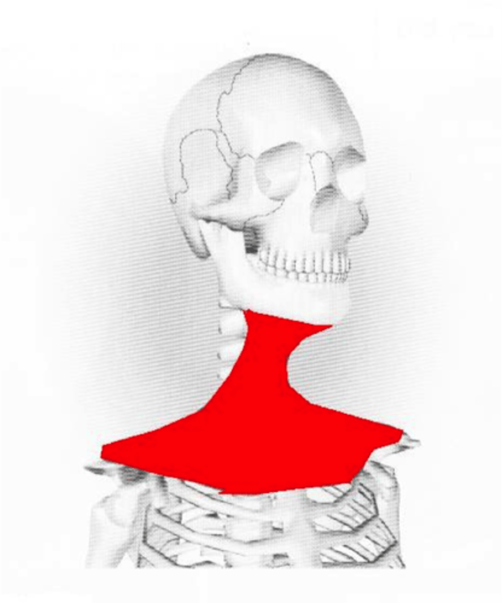 <p>Bandage over pecs, front of throat and chin: Pulls lower jaw down &amp; wrinkles neck (yawning/fear/terror)</p>