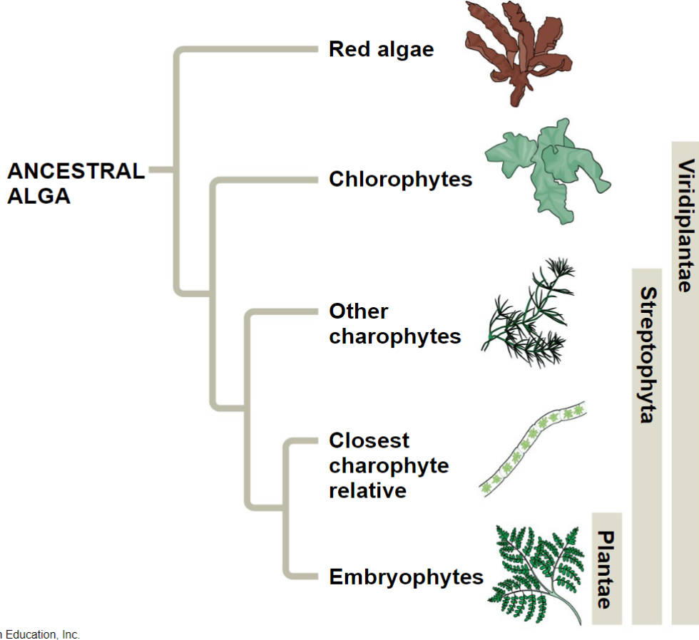 <p>All developed from ancestral alga</p>