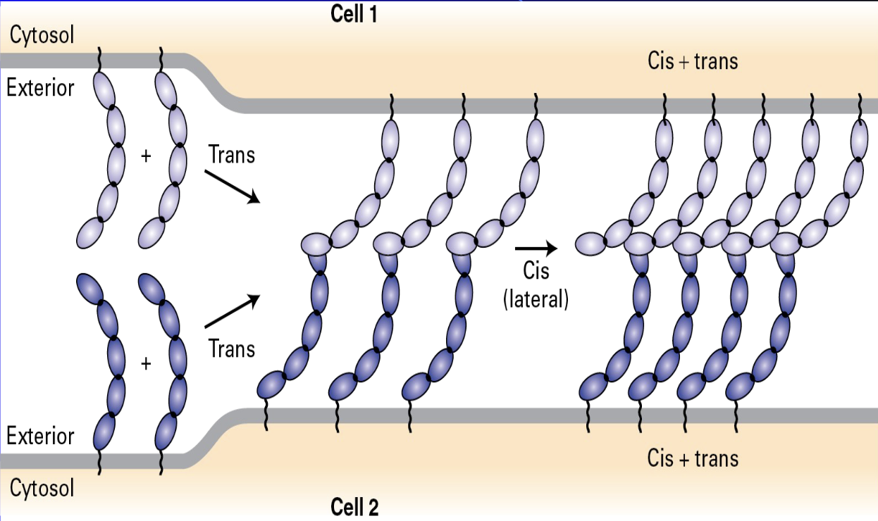 <ul><li><p><span> </span>begins with trans binding, where molecules extending from Cell 1 interact with molecules extending from Cell 2 across the exterior space</p></li><li><p>followed by the molecules on the same cell membrane associate laterally in a cis binding interaction</p></li><li><p>The final structure shows a stable, interconnected array involving both cis + trans associations, which provides strong adhesion between the two cells</p></li></ul><p></p>