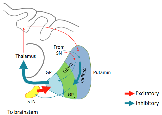 <p>In Parkinson’s disease, loss of dopaminergic input from the substantia nigra results in reduced activity in the direct pathway and accentuated activity in the indirect pathway. Parkinson’s patients exhibit a paucity of spontaneous movement.</p>