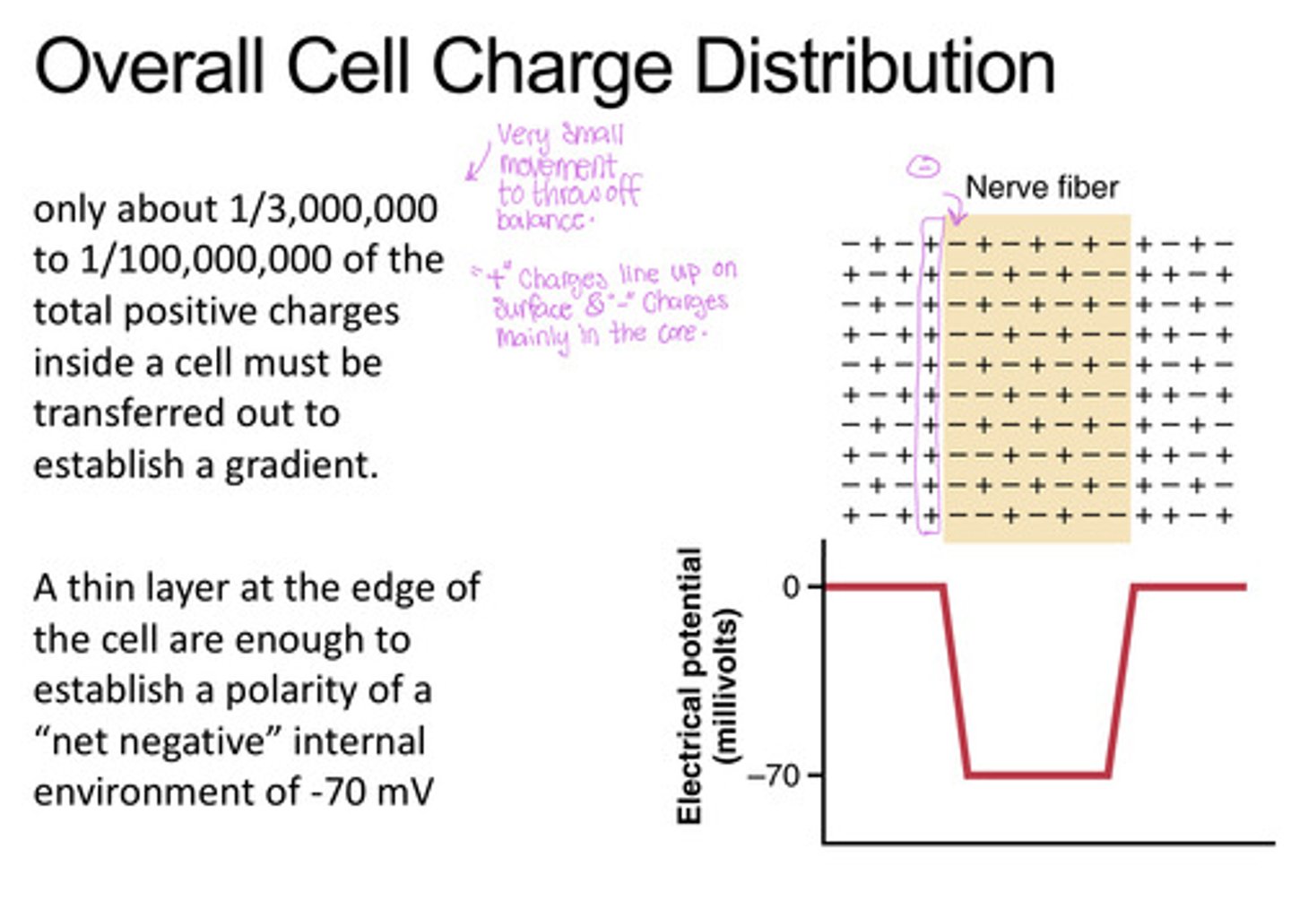 <p>+ charges line up on the surface establishing a polarity of a "net negative" internal environment</p>