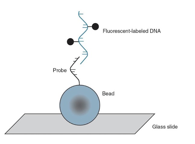 <ul><li><p>Uses oligonucleotide primers attached to colored silica beads on a substrate (slide).</p></li><li><p>Amplified and digested DNA in question binds to the primers.</p></li><li><p>Computer analysis determines which primers have attached.</p></li></ul><p></p>