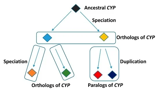 <p>genes that are related by descent, with similar sequences and functions</p><p>ex. orthologs (different species, same function) AND paralogs (same species, same function)</p>