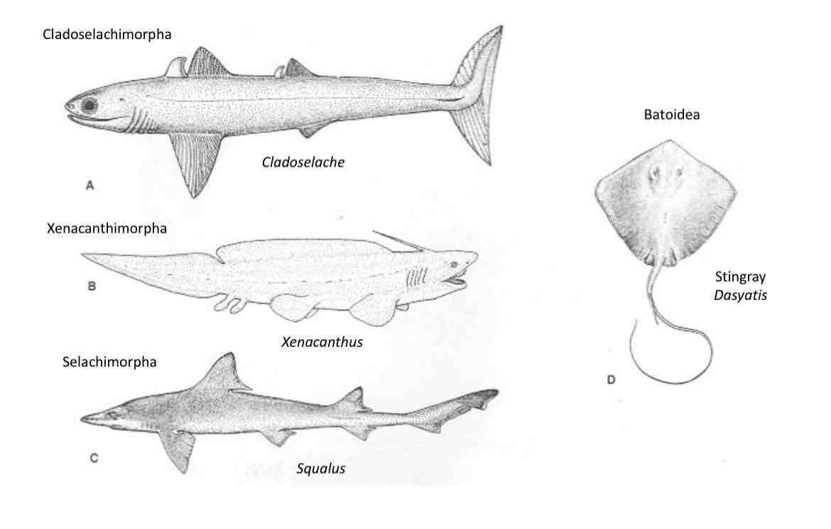 <p>What Class and Subclass?</p>