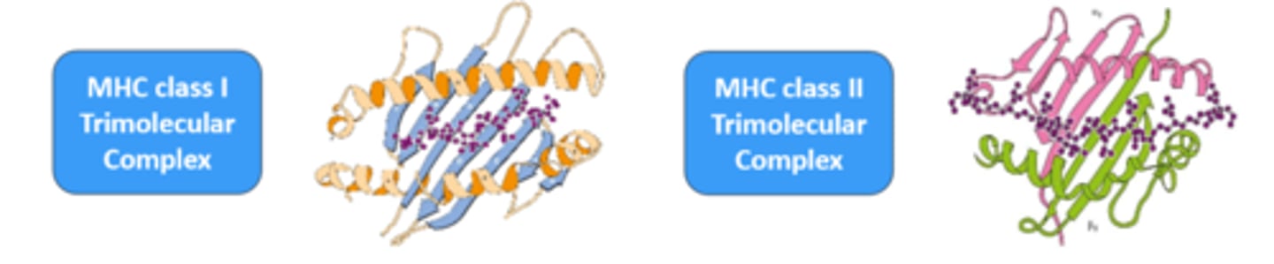 <p>The smallest peptide epitope noncovalently associates with the MHC proteins of the antigen-presenting cell.<br>-The epitope is presented to the T-cell receptor (TCR) of a T-cell</p>