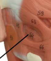 <ul><li><p>Muscle of facial </p></li><li><p>Muscle pulls in the cheeks against the teeth</p></li></ul><p></p>