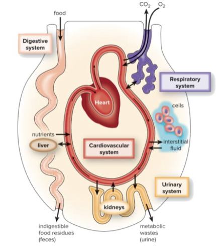 <ul><li><p>Tumors interfere with chemical signals</p></li><li><p>Prevent release by organs</p></li><li><p>Prevent transmission by blocking blood/lymphatic vessels</p></li><li><p>Prevent sense organs from detecting abnormal condition</p></li><li><p>Prevent target organ from responding to signal</p></li></ul>