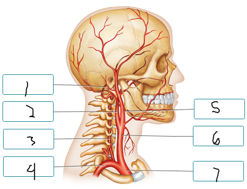<p>Label the arteries of the head and neck.</p><p><span style="font-size: inherit; font-family: inherit"><br></span></p>