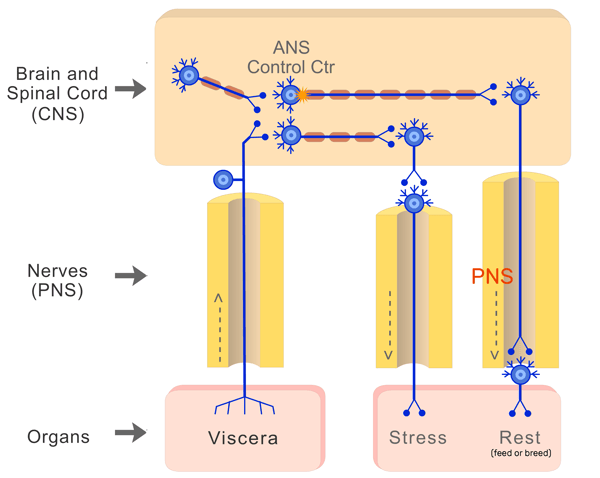 <ul><li><p>they work together</p></li><li><p>so when one is more needed than the other,</p></li><li><p>signals are sent thru that route with higher freq</p></li><li><p>ex we wouldnt want to stop our breathing completely as we’re eating, just slow down so that we can eat in peace</p></li></ul><p></p>