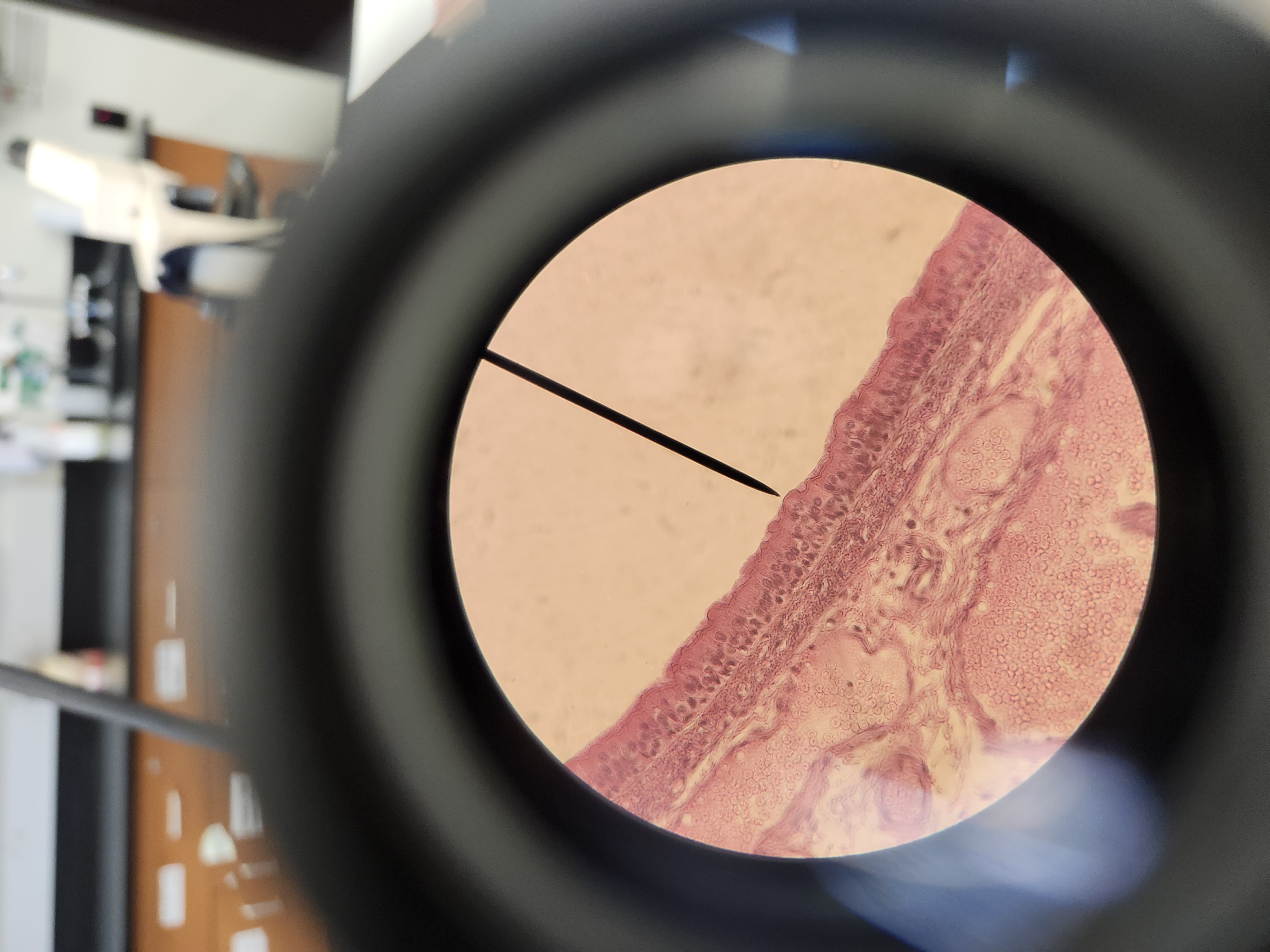 <p>[Histology] Function?</p>