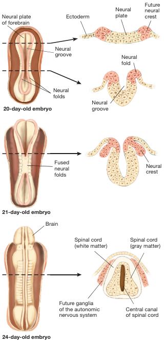 <p>day 18: ectoderm outer layer thickens and form a plate - edges form ridges and curl towards each other in a longitudinal line </p><p>day 21: ridges touch each other and fuse together, forming neural tube (brain and spinal cord) </p><p>day 28: neural tube is closed - rostal end has developed 3 interconnected chambers (will become ventricles, with the tissue around them becoming the forebrain, midbrain, and hindbrain)</p>