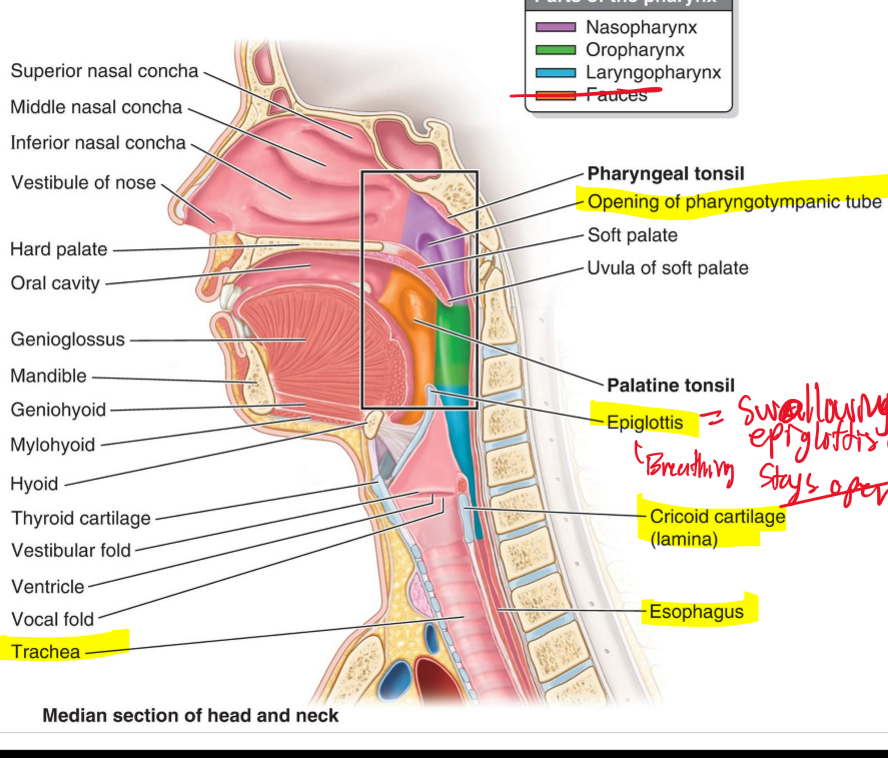 <p>When swallowing it closes on top of the cricoid cartilage to prevent food going into the trachea. </p>