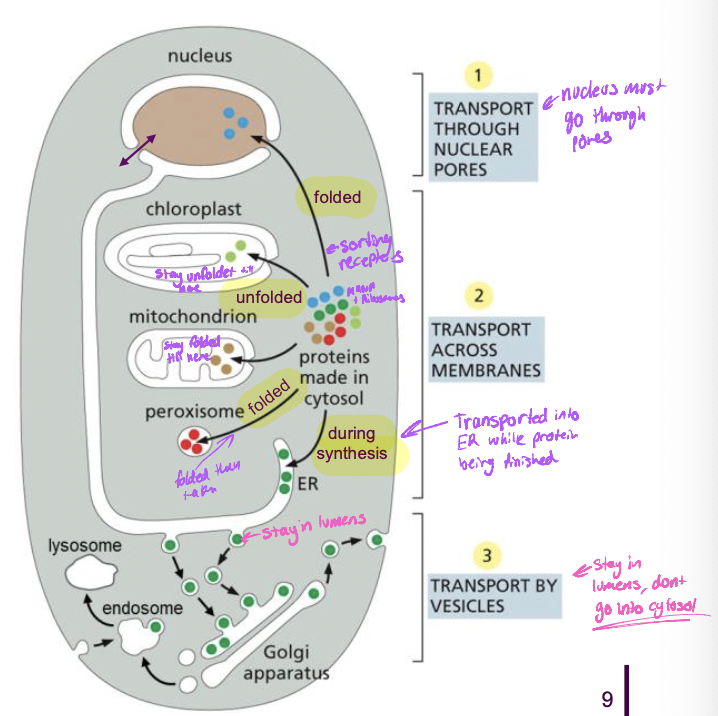 * sorted by signal sequence
  * stretch of AA sequence within protein to direct protein to right compartment 
* signal specifies 
  * specific destination in the cell 
  * specific signal sequences direct proteins to nucleus, mitochondria, ER peroxisomes
* sequences are recognized by 
  * sorting receptors that take proteins to their destinations
    * proteins that take other proteins to where the signal goes