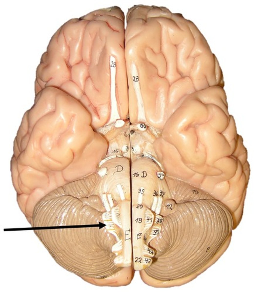 <p>sensory and motor</p><p>Reception of blood pressure and blood gas chemistry, controls smooth movements in digestive system, decreases cardiac muscle contractions, increases secretion of digestive juices</p>