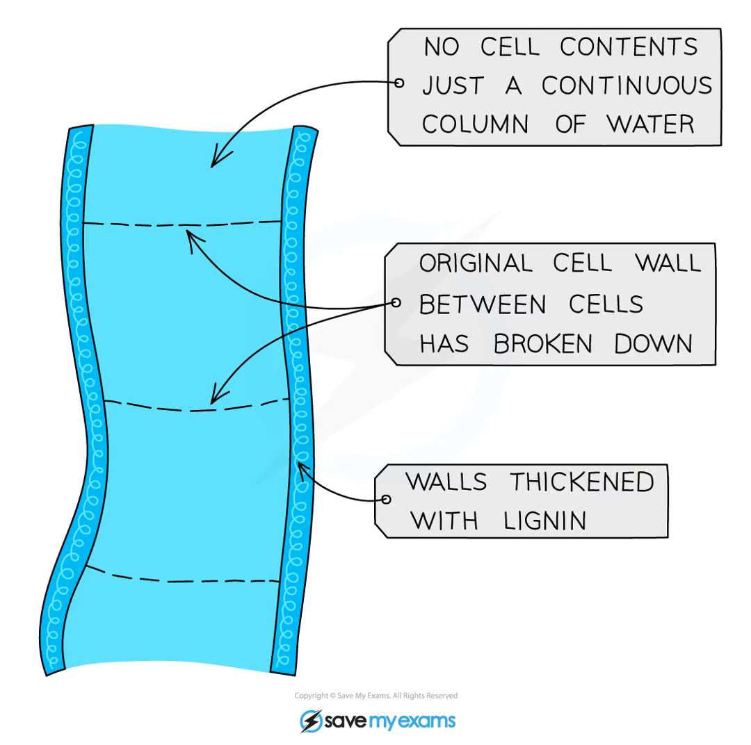 <ul><li><p><strong>water and mineral ions </strong>from the roots to other parts of the plant</p></li></ul><p></p><ul><li><p>hollow tube of <strong>dead cells</strong></p></li><li><p>reinforced by <strong>lignin</strong></p></li><li><p><strong>no end walls </strong>between cells</p></li><li><p><strong>one-way flow</strong></p></li></ul><p></p><ul><li><p>always on the<strong> inside</strong></p></li></ul><p></p>