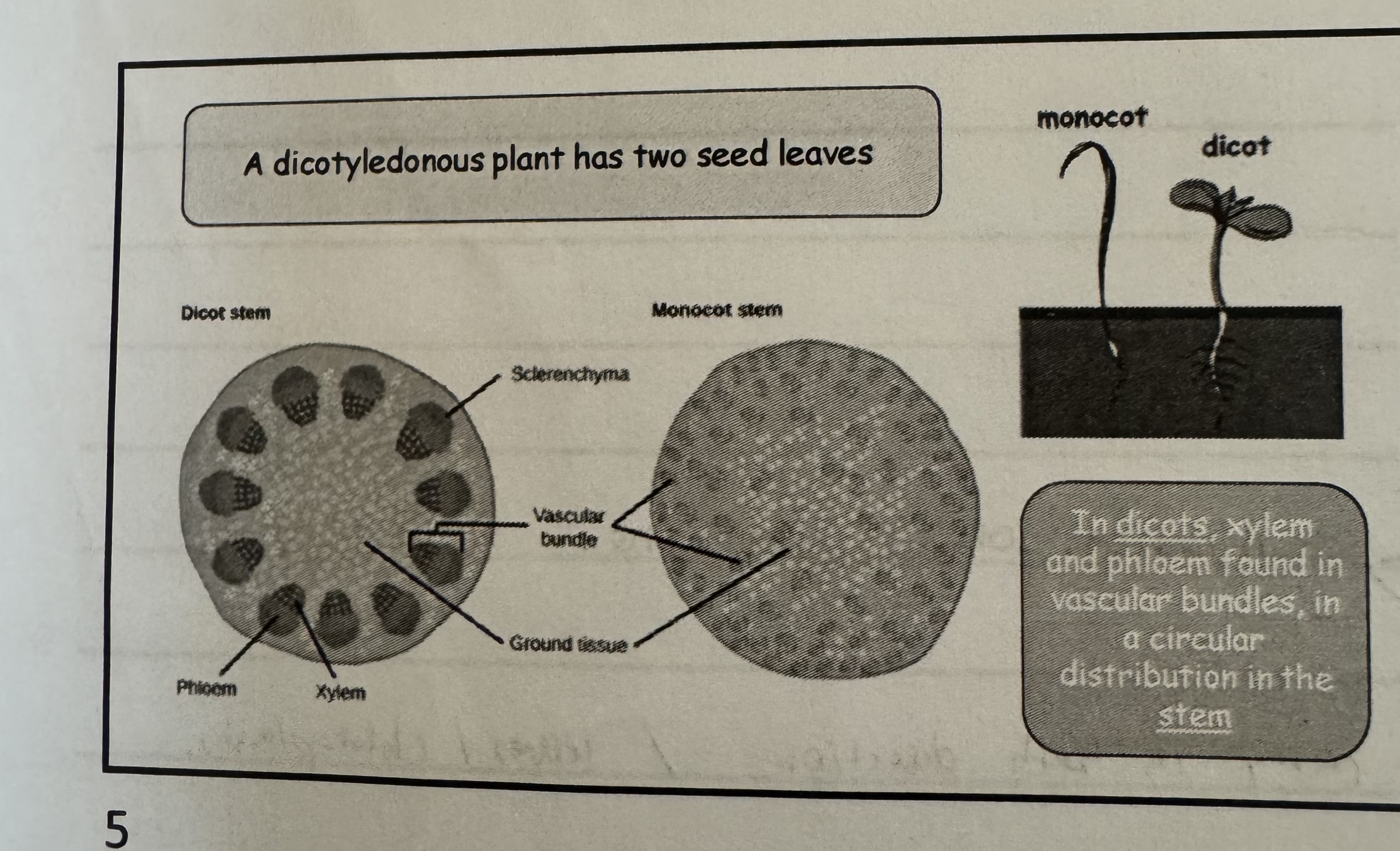 <p>The vascular bundle is circulated around the side of the stem. </p><p></p><p>In dicot, xylem and phloem found in vascular bundles, in a circular distribution in the stem. </p>