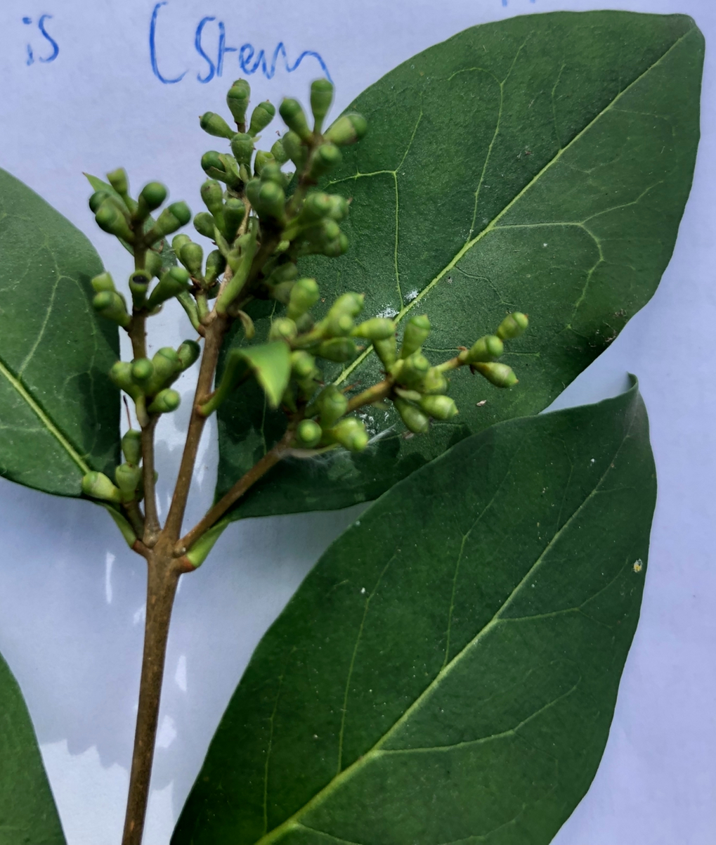 <p>Ligustrum ovalifolium full height </p>
