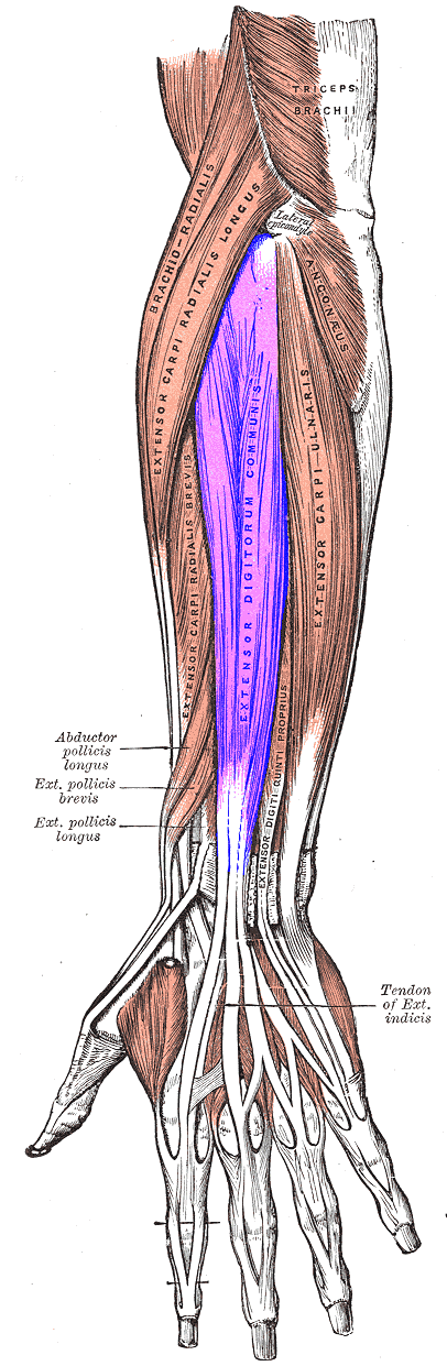 <p>Extensor digitorum</p>