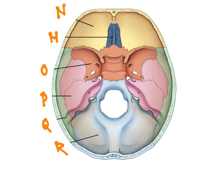 <p>O</p><ul><li><p>&nbsp;forms the <strong>anchor for all eight cranial bones</strong></p></li></ul><p></p>
