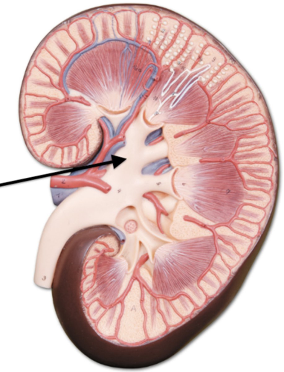 <p>larger collecting structures that the minor calyces converge on</p>