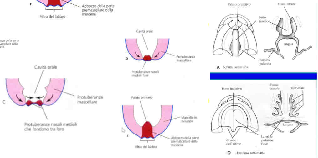 <p>Il processo intermascellare prolifera formando il palato primitivo e poi proliferano anche i processi mascellari formando i processi palatini che inizialmente sono flaccidi e pendono di fianco all’abbozzo della lingua (formatasi dalla faringe primitiva) poi compaiono i vasi sanguigni che ne aumentano la permeabilità e accumulandosi il fluido interstiziale la struttura si irrigidisce e i palatini si orizzontalizzano disponendosi sopra alla lingua e si fondono con il palato primitivo e fra loro.</p>
