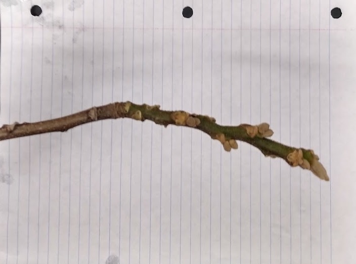 <p>pale silky-downy buds, leaf scar with linear fringe of hairs above</p>