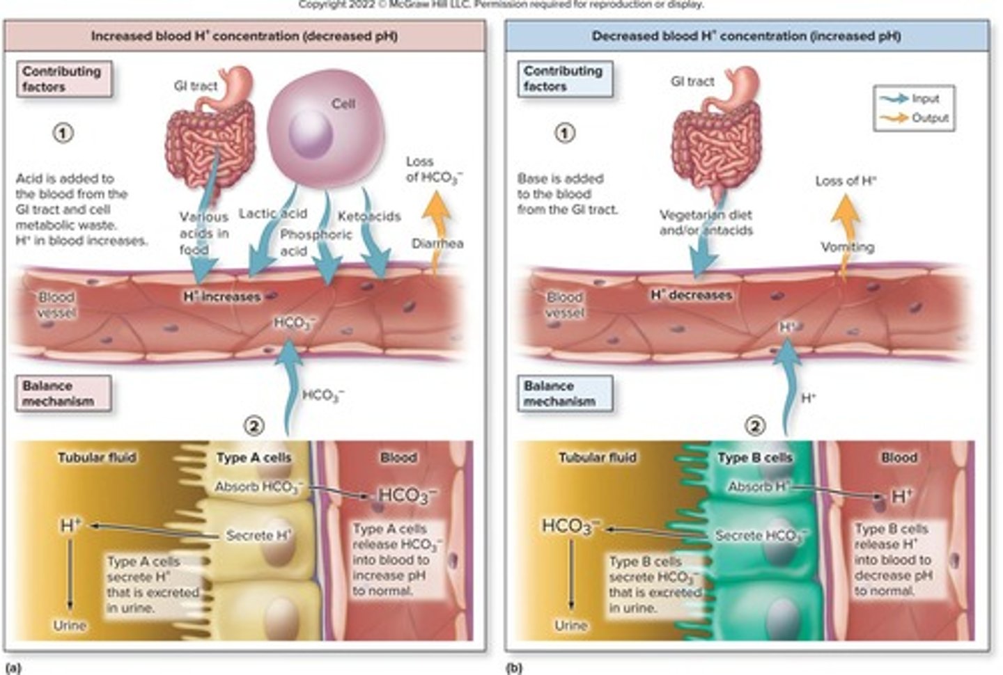 <p>Concentration affects acid-base balance in body.</p>