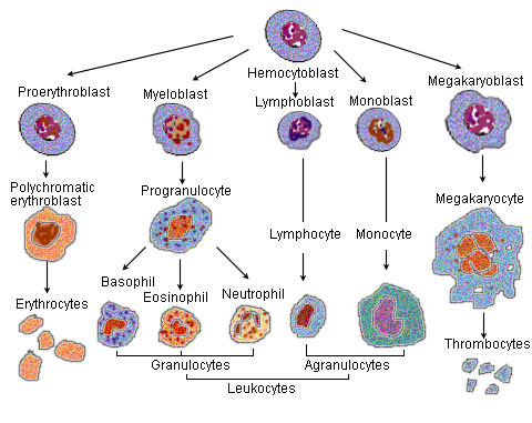 <p><strong>undifferentiated stem cells</strong> of red bone marrow that become <strong>hemocytoblasts</strong>.</p><ul><li><p>are <strong>multipotent</strong> and form <strong>five stem cell lines</strong> that produce all formed elements.</p></li></ul><p></p>